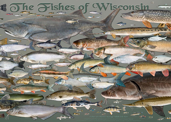 Meet your Wisconsin Fishes