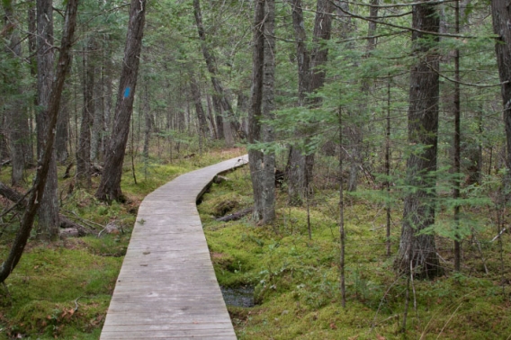 A wooden boardwalk curving into a forest.