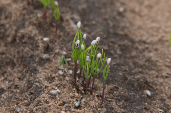Tree seedlings sprouting from the ground