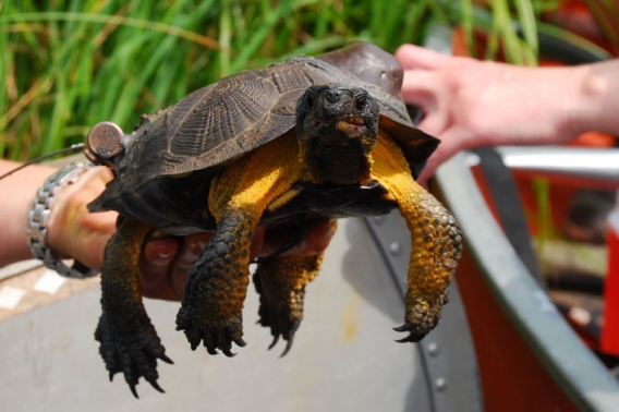 Wood turtle with GPS unit